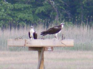 Osprey at East Haven 