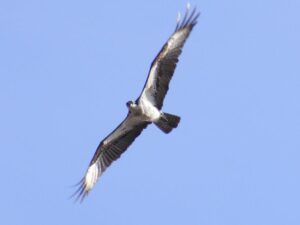 Osprey in flight East Haven