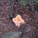 EH "sulphur shelf" mushroom