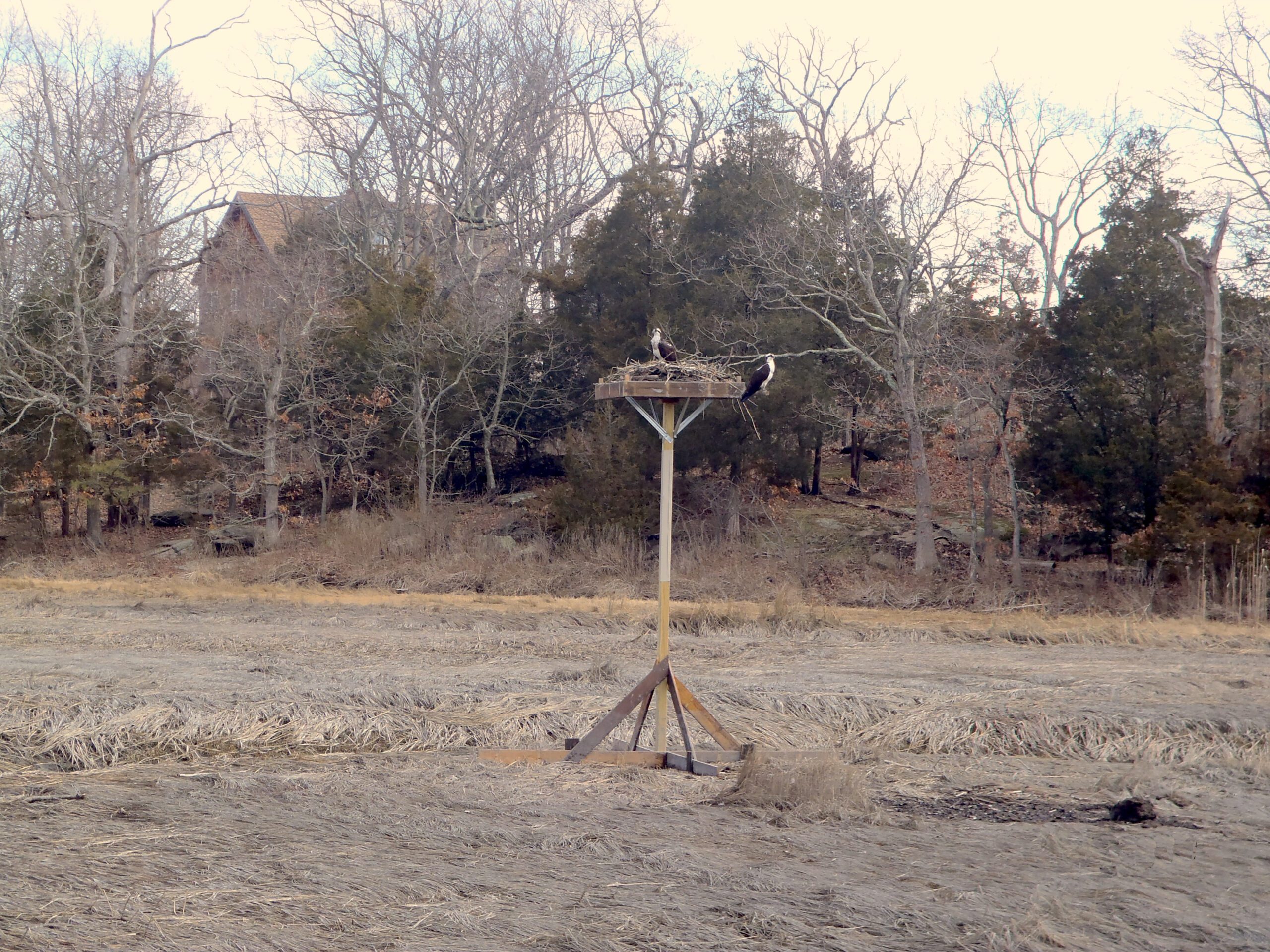 Osprey nesting at East Haven's Farm River State Park.